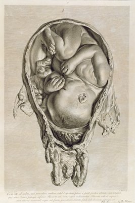 Jan van Rymsdyk - Anatomical